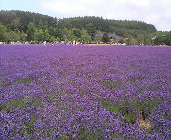 富良野・ファーム富田