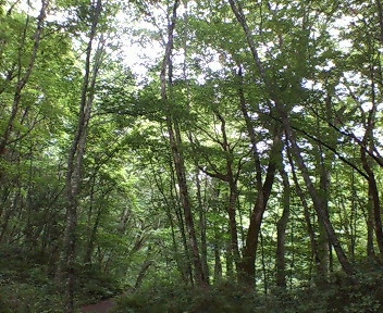 白神山地・ブナ原生林