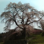 20110411132021.jpg